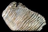 Woolly Mammoth Molar From Poland - Collector Quality! #136514-4